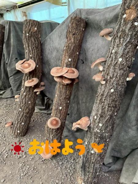 フタバ秘書
